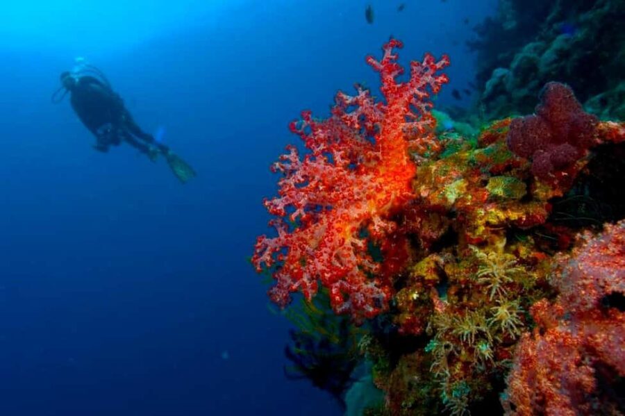 Punta Cana: Reef Diving Adventure Explore Underwater Wonders