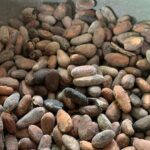 Punta Cana Safari Tour - Practical Details and Considerations