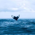 Punta Cana: Samaná Bay Whale Watching & Cayo Levantado - Who Will Love This Tour?