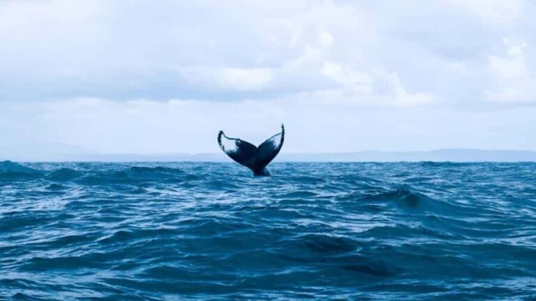 Punta Cana: Samaná Bay Whale Watching & Cayo Levantado - Who Will Love This Tour?