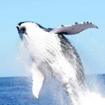 Punta Cana: Samana Whale Watching, Cayo Levantado & Lunch - Whale Watching: A Once-in-a-Lifetime Encounter