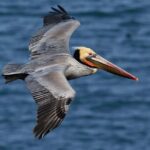 Punta Cana: Samana Whale Watching Cruise - Final Thoughts: Is It Worth It?