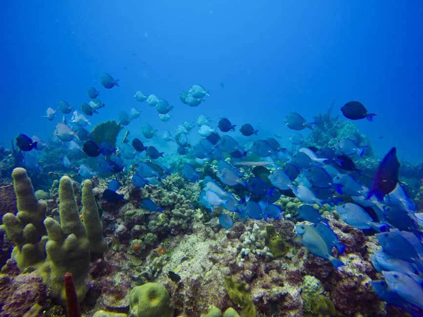 Punta Cana: Scuba Diving Adventure to Catalina Island - Full Breakdown of the Experience