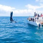 Punta Cana Whale Watching and Bacardi Island Day Trip - Who Will Love This Tour?
