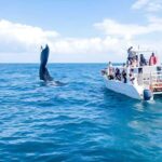 Punta Cana: Whale Watching and Bacardi Island Day Trip - Who This Tour Is Best For