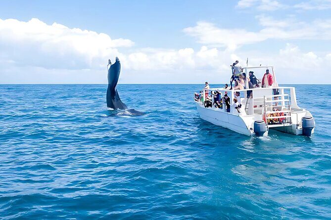 Punta Cana Whale Watching and Bacardi Island Day Trip - Who Will Love This Tour?
