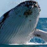 Punta Cana: Whale Watching, Cayo Levantado & Waterfall - El Limón Waterfall: Mountain Adventure and Scenic Ride