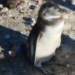 Punta Tombo Cruise Excursion with Penguins - Key Points