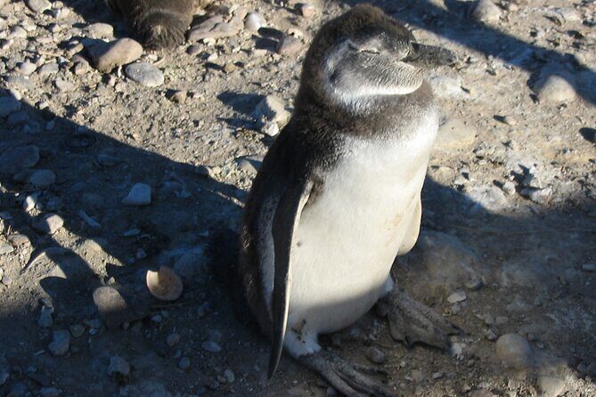 Punta Tombo Cruise Excursion with Penguins - Key Points