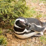 Punta Tombo excursion for cruise passengers - Who Is This Tour Best For?