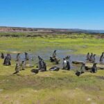 Punta Tombo for cruise-ship passengers - In-Depth Review: An Authentic Wildlife Experience with Practical Comfort