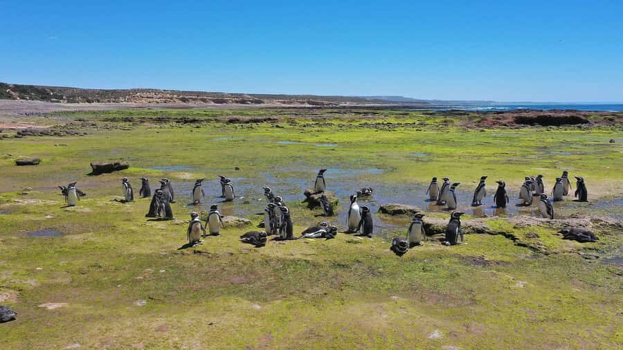 Punta Tombo for cruise-ship passengers - In-Depth Review: An Authentic Wildlife Experience with Practical Comfort