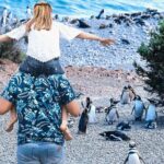 Punta Tombo for Cruises Walk among Penguins - The Details of the Punta Tombo Tour