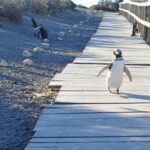 Punta Tombo - Full day tour or Shore Excursion - Exploring Punta Tombo with a Private Guide: What You Need to Know