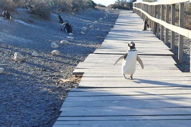 Punta Tombo - Full day tour or Shore Excursion - Exploring Punta Tombo with a Private Guide: What You Need to Know