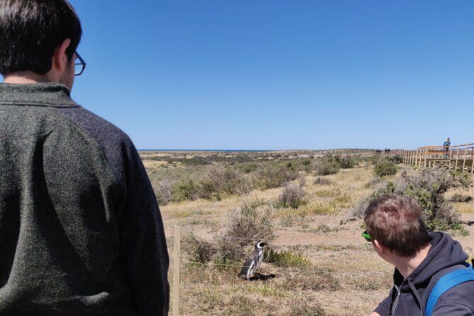 Punta Tombo Full Day Tour, Walking among Penguins - Regular service SIB - Who Will Appreciate This Tour?