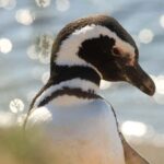 Punta Tombo Penguin Tour & Optional Tonina Watching - An In-Depth Look at the Punta Tombo Experience