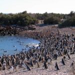 Punta Tombo Shore Excursion for Cruise Passengers Lunch+City - Exploring the Punta Tombo Shore Excursion: What You Can Expect