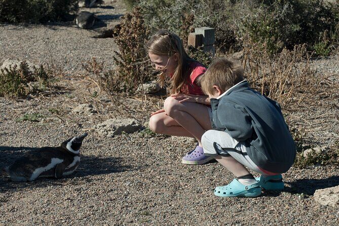 Punta Tombo Shore Excursion w/box Lunch(Shared tour for cruises) - Who Should Book This Tour?