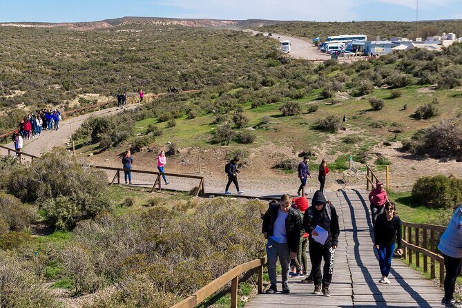 Punta Tombo Shore Tour for NCL Star Passengers in Puerto Madryn - Who Will Love This Tour?