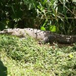 Pure Nature Safari River Float - Final Thoughts: Is It Worth It?