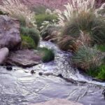 Purilibre: Trekking with Ancient Cacti and Medicinal Waters - Itinerary Breakdown and Highlights