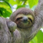 Quepos Manuel Antonio Park Nature Guided Tour - A Detailed Look at the Quepos Manuel Antonio Park Nature Guided Tour