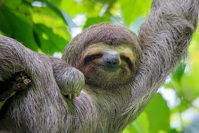 Quepos Manuel Antonio Park Nature Guided Tour - A Detailed Look at the Quepos Manuel Antonio Park Nature Guided Tour