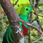 Quetzal Birdwatching Experience at San Gerardo De Dota Group Tour. - Final Thoughts