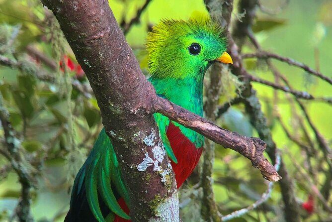 Quetzal Birdwatching Experience at San Gerardo De Dota Group Tour. - Final Thoughts