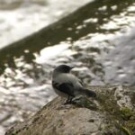 Quetzal Birdwatching Experience at San Gerardo De Dota Private Tour. - The Sum Up