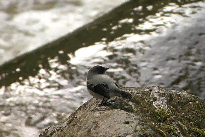 Quetzal Birdwatching Experience at San Gerardo De Dota Private Tour. - The Sum Up