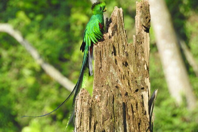 Quetzal tour on lake atitlan - The Experience in Detail: Exploring Lake Atitlán’s Birdlife and Nature