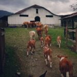 Queveri Horseback Riding Tours - Why Travelers Love Queveri