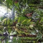 Rain forest and Bird watching - The Sum Up