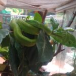 Rain Forest Monteverde,Hanging Bridges, Sloths,Birds Watching - Why This Tour Offers Good Value