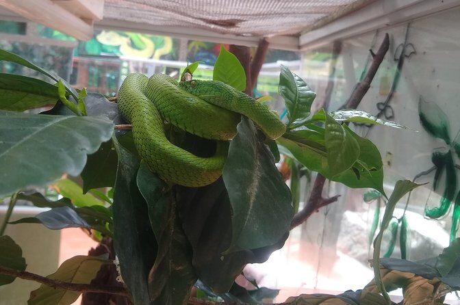 Rain Forest Monteverde,Hanging Bridges, Sloths,Birds Watching - Why This Tour Offers Good Value