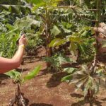 Rain forest, Wild life, Waterfall and Chocolate Private Tour - A Closer Look at the Tour Itinerary and Experience