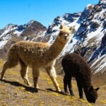 Rainbow Mountain in Cusco Full Day Tour - What We Love About This Tour
