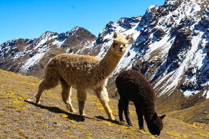 Rainbow Mountain in Cusco Full Day Tour - What We Love About This Tour