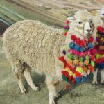 Rainbow Mountain Trek 1 Day - Detailed Breakdown of the Tour