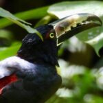 Rainforest and Waterfall Tour with Chocolate and Coffee - Who Should Consider This Tour?