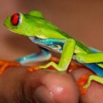 Rainforest Bijagua Ranas Costa Rica Excursions Travels - Final Thoughts