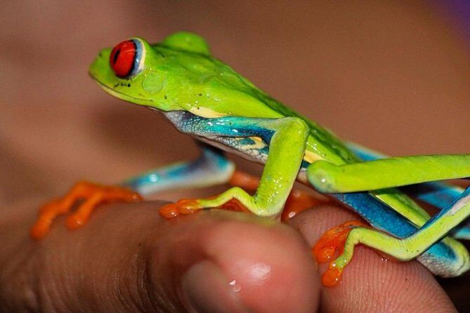 Rainforest Bijagua Ranas Costa Rica Excursions Travels - Final Thoughts