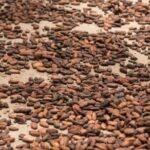 Rainforest Chocolate Tour from La Fortuna - A Close Look at the Rainforest Chocolate Tour from La Fortuna