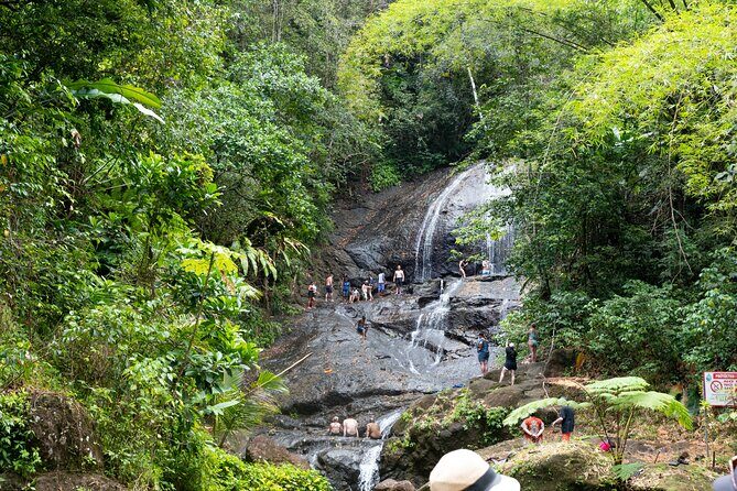Rainforest Hike and Waterfall Safari - A Closer Look at the Rainforest Hike and Waterfall Safari
