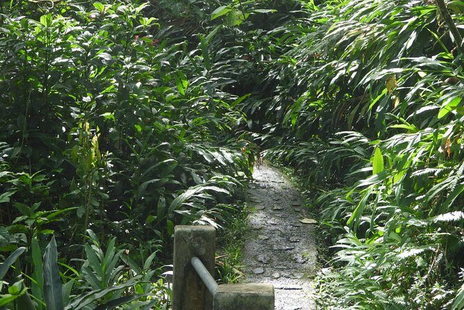 Rainforest Nature Walk & Luquillo Beach Combo - Exploring Puerto Rico’s Natural Treasures: A Deep Dive