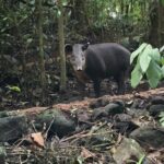 Rainforest Night Tour at Tapir Home Bijagua - In-Depth Review of the Rainforest Night Tour at Tapir Home Bijagua