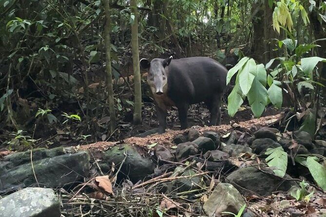 Rainforest Night Tour at Tapir Home Bijagua - In-Depth Review of the Rainforest Night Tour at Tapir Home Bijagua