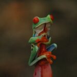 Rainforest Night Walking Tour (Private property) - Who Will Love This Tour?